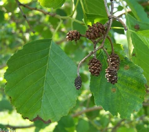 Black Alder (Alnus glutinosa) tree,