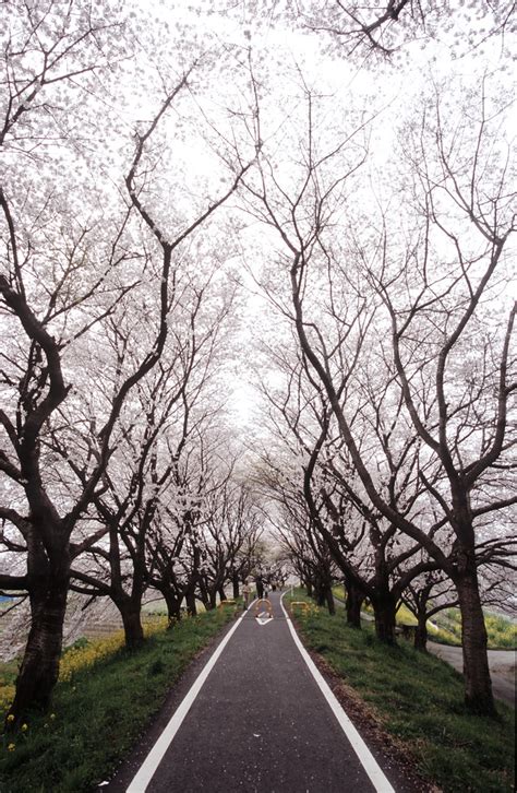 Tunnel of Cherry Blossom Trees | Canon F-1, New FD20-35mm f/… | Flickr