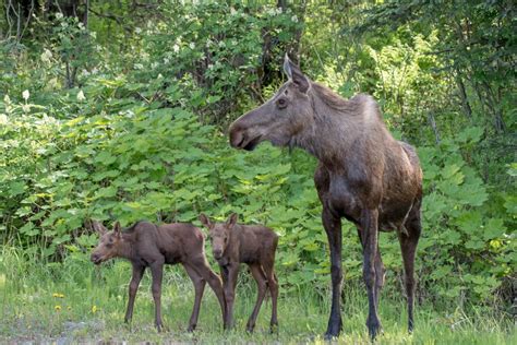 The Dangerous Wildlife of Alaska – Nature Blog Network