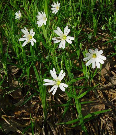 Stellaria holostea