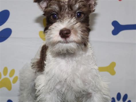 Miniature Schnauzer-DOG-Male-Brown & White Parti-2957091-Pet City Houston