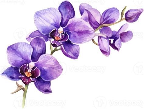 Purple Orchid flower watercolor illustration. 23564907 PNG