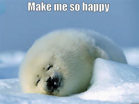 Happy seal - quickmeme