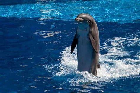 Culture & Living – 20 Interesting Facts about Dolphins