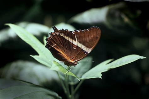 The Fun: smithsonian butterfly pavilion