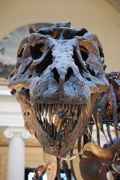 T. Rex, king of the dinosaurs -- here's what makes the tyrannosaur so ...