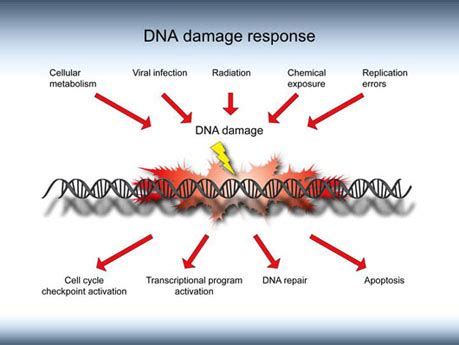 DNA Damage in Cells and Mechanisms of Cancer: EMF Related?