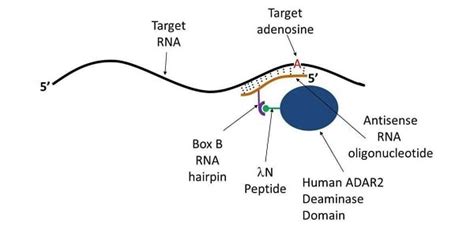 RNA editing - New