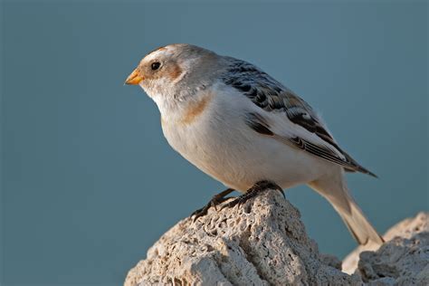 Snow Bunting male | JuzaPhoto