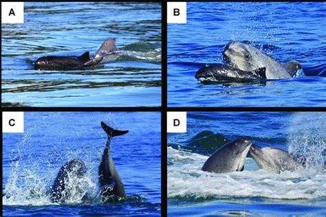 Examples of aggressive behaviors by bottlenose dolphins on harbor ...