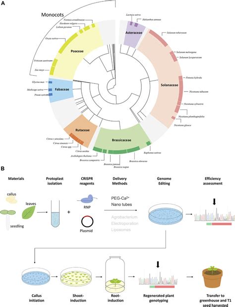 | Protoplast regeneration and CRISPR genome editing. (A) Protoplast... | Download Scientific Diagram