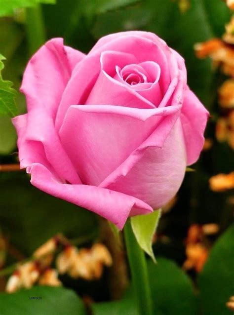 Pin by Мίŕάч Мάŕίά🦋 on Rosas | Rose flower pictures, Rhs flower show, Beautiful roses