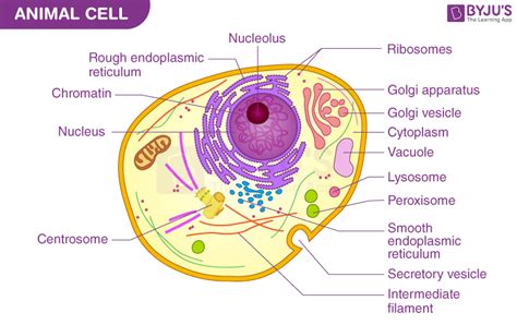 A Well-labelled Diagram Of Animal Cell With Explanation