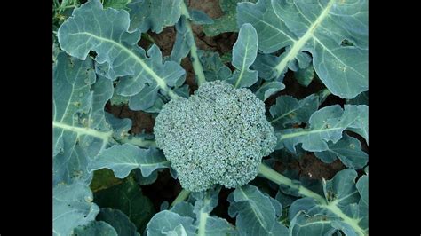 How to Plant Broccoli with a Simple Hydroponic System for Beginners ...