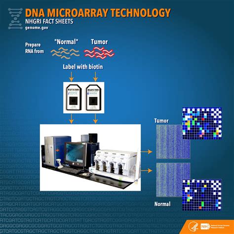 DNA Microarray Technology Fact Sheet | NHGRI | Dna microarray, Fact ...