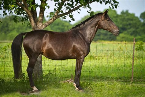 Beautiful except for his hocks. Dutch Warmblood, Warmblood Horses, Akhal Teke Horses, Dressage ...