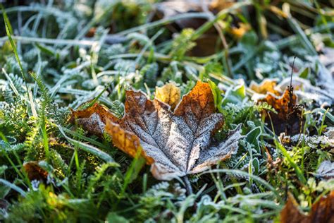 Winter Lawn Care: Caring for Dormant Grass – TruGreen