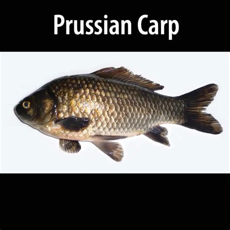 Prussian Carp - Alberta Invasive Species Council