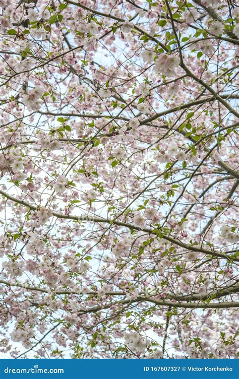 Cherry Tree Blossom in Ontario Royal Botanical Gardens Stock Image ...