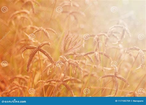 Autumn, Meadow Flowers Background. Landscape in Autumn Season Stock Image - Image of grassland ...