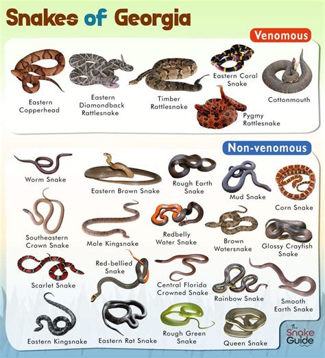 List of Common Venomous and Non-venomous Snakes in Georgia with Pictures