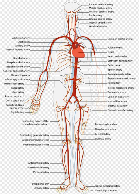 Artérias e veias Sistema circulatório Artéria Corpo humano, sangue ...