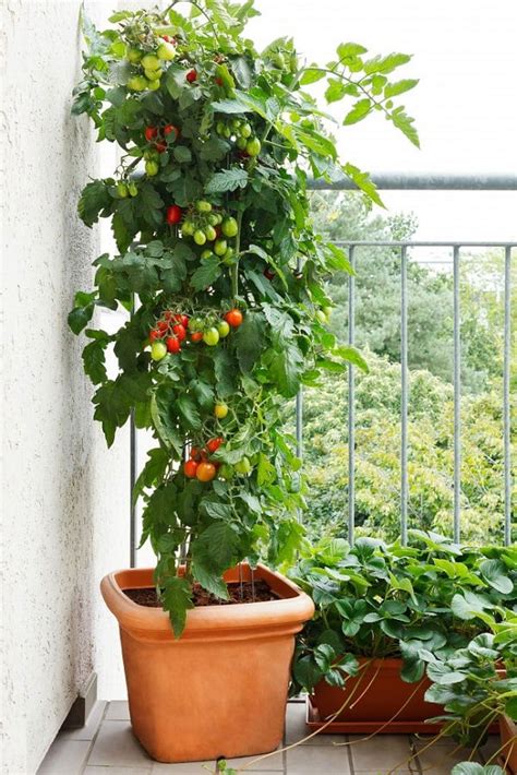 Best Tomato Varieties for Containers | Balcony Garden Web