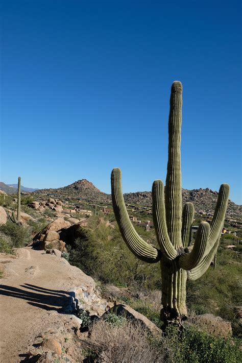 Heat Beating Desert Adaptations of the Cactus — Nature Comes Standard LLC