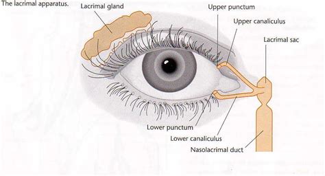 Lacrimal System Anatomy