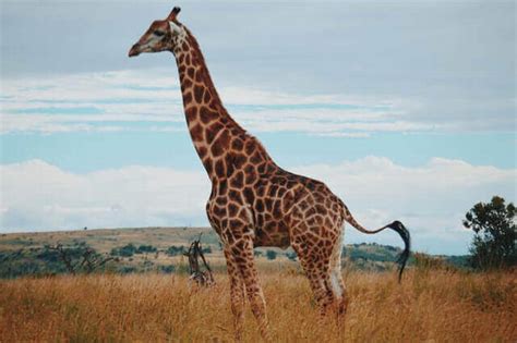 Animals with Long Necks: Majestic Creatures of Nature - UrduFOX