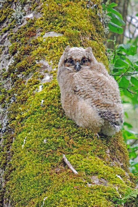 Baby great horned owl sounds Idea | hostalelportalico