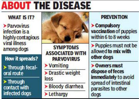 Symptoms Of Parvo In Dogs - Rima1