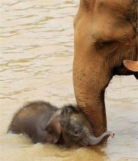 Content in a Cottage: Baby Elephant Bath