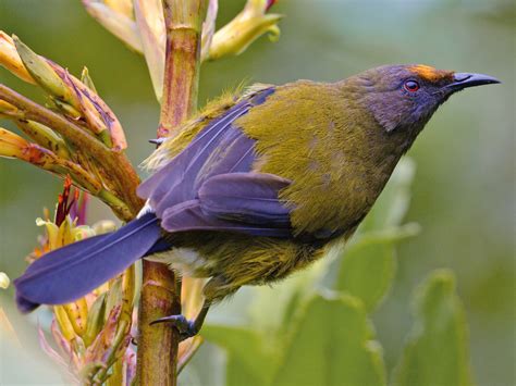 New Zealand Bird Of The Century 2024 - Pooh Cthrine