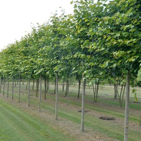 Pleached Lime Trees | Tuin bomen, Tuin, Boom