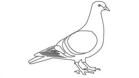 How to draw a pigeon step by step - Easy drawings | Easy drawings ...