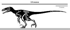 Category:Dakotaraptor size comparisons - Wikimedia Commons