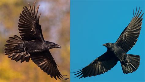 Raven vs Crow: How to Tell the Difference a Definitive Guide (2023)