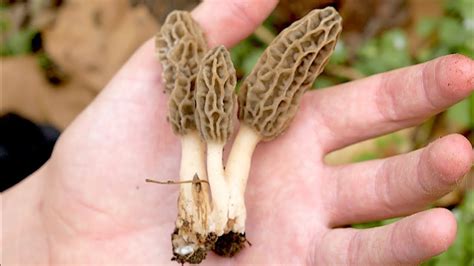 Morel Mushroom Hunting 2020 - First Of The Season!! - YouTube