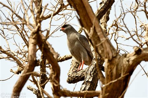 Wildlife along the Gambia river – Ramdas Iyer Photography