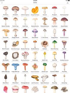 35 Best Mushroom Identification images | Mushroom identification ...