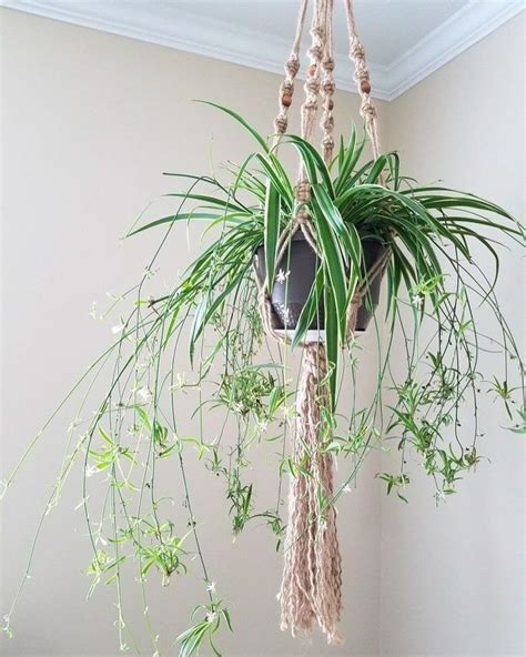 spider plant hanging plants plant babies plant display green foliage ...