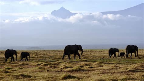 Mountain environments are key to biodiversity – but the threats to them ...