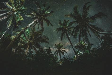 Dark Tropical Wallpapers - Top Free Dark Tropical Backgrounds ...