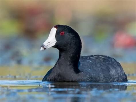 Black And White Bird That Looks Like A Duck - Bird Walls