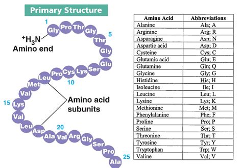 What Is The Primary Structure Of A Protein Determined By chrreig