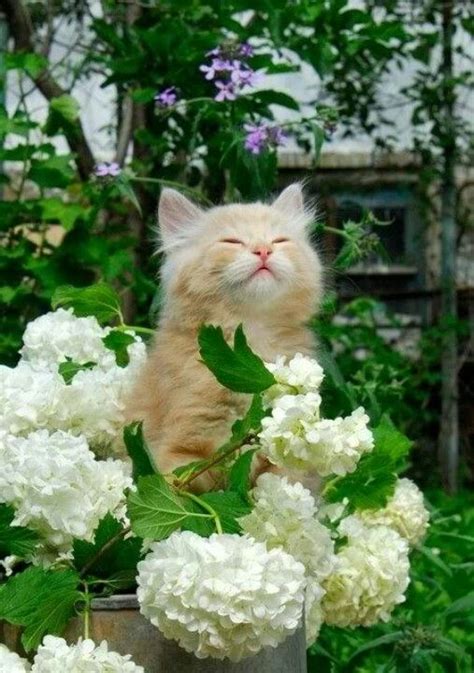 Roses! Smell the roses! | Cats, Kittens cutest, Pretty cats