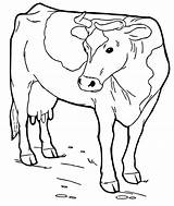 Cow Coloring Page sketch template