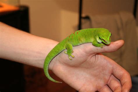 Phelsuma madagascariensis grandis (femelle high red)