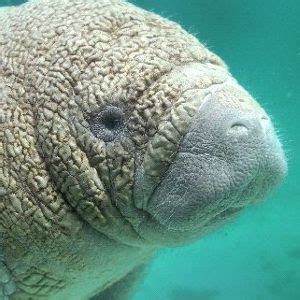 Manatee Anatomy - Animal Facts and Information